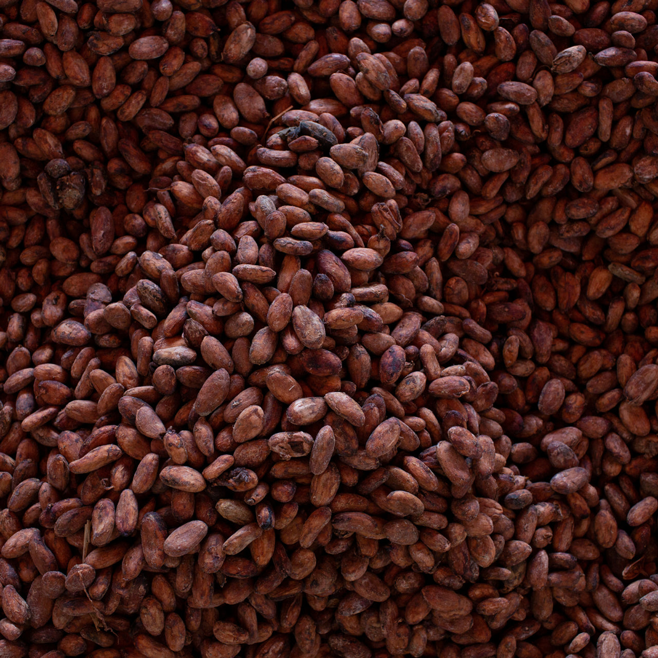 Hacienda "El Castillo" Cacao Beans
