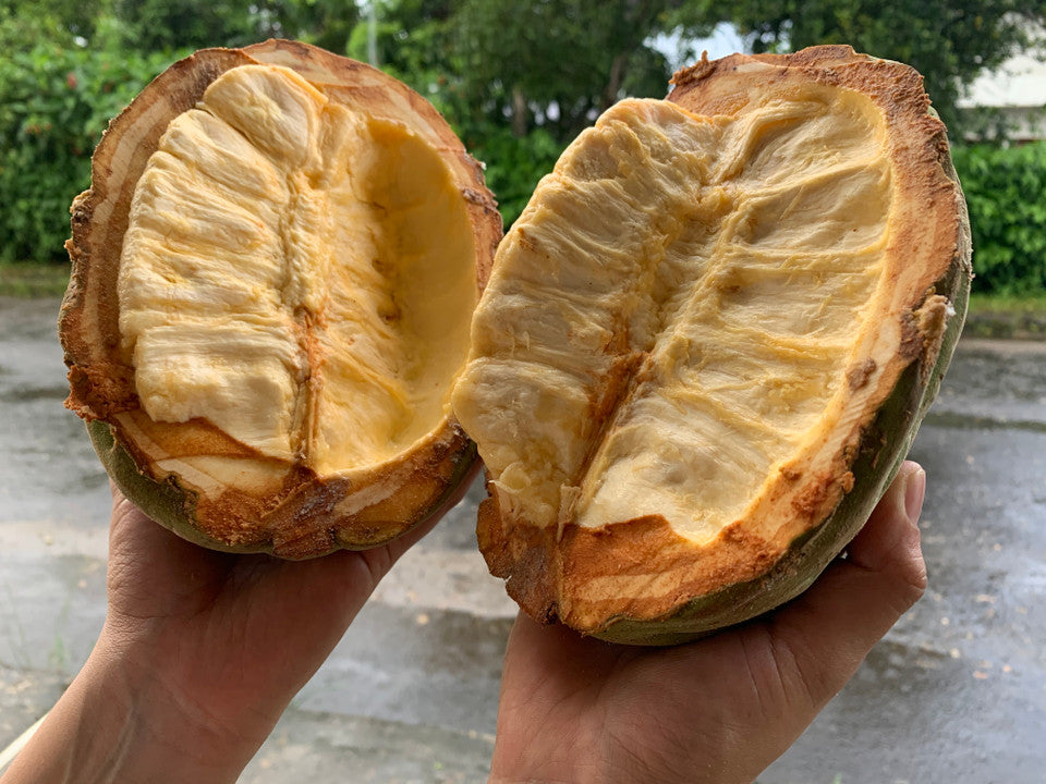 Macambo - Jaguar White Cacao